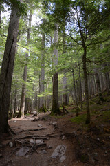 A trail through the lush woodland forest at Glacier National Park