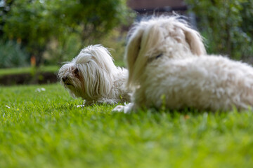 Naklejka na ściany i meble Maltese dogs laying in the grass outside in the summer