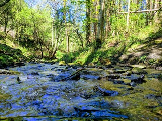 Obraz premium river in the forest