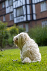 Maltese dog sitting on the grass outside in the summer