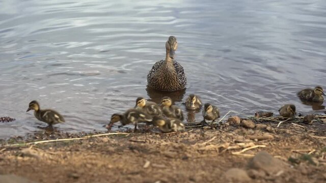 Mother duck and ducklings feeding in a lake