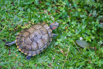 little brazilian turtle on the grass
