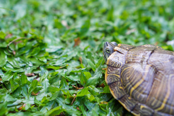 little brazilian turtle on the grass
