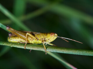 grasshopper on the grass