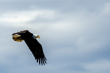 Bald Eagle in Flight - A bald eagle flys overhead scanning the ocean for its next meal