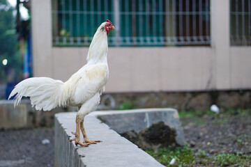 white java rooster