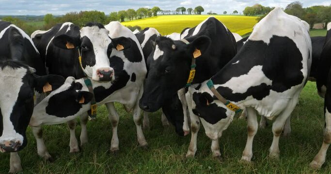 Holstein Friesian cattle in the Cotes d Armor department, Brittany, France