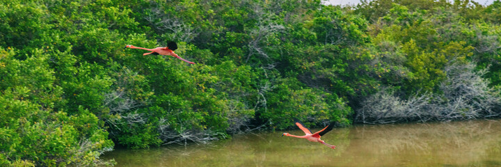 Galapagos Greater Flamingo flying by lagoon estuary and wetlands on Isabela Island. Two flamingos, Nature and wildlife on Galapagos Islands, Ecuador, South America. Panorama banner