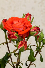 Large, fragrant, sumptuous, orange roses with a bud against a dark-leafed rose shrub in spring. Оrange rose flowers on the rose bush in the garden in summer. Flower backgrou