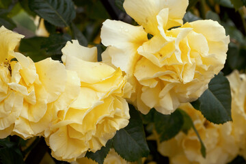 Large, fragrant, sumptuous, yellow roses with a bud against a dark-leafed rose shrub in spring. Yellow rose flowers on the rose bush in the garden in summer. Flower background