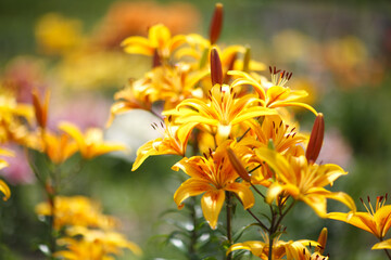 Close-up of the yellow Lemon Lilies (Lilium hybridum). Blooming yellow lily flowers. Shallow focus, background blur.