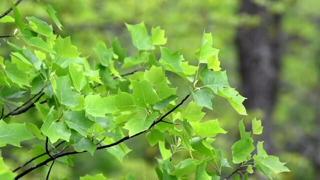 Red oak tree leaves gently bounce to a light breeze in the Tennessee mountains during a vibrant, healthy spring season.
