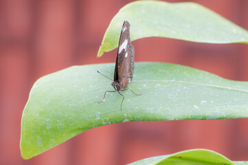 A male Great Eggfly (Hypolimnas Bolina)