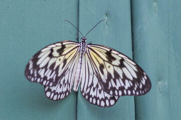 A Large Tree Nymph (Idea Leuconoe)