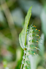 A large green tropical caterpillar