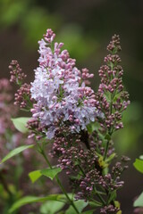Purple lilac blossoms in the spring