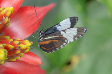 The Cydno Longwing (Heliconius Cydno) on a red flower