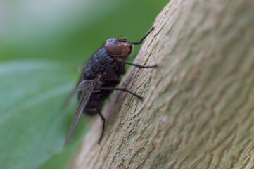 A big black fly on a tree trunk