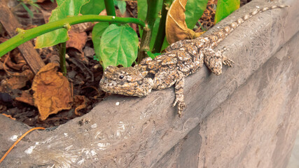 An adorable young and small Agama Lizard hanging out on a plant pot. Of the order Agamidae.
