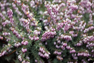 Purple lilac blossoms in the spring