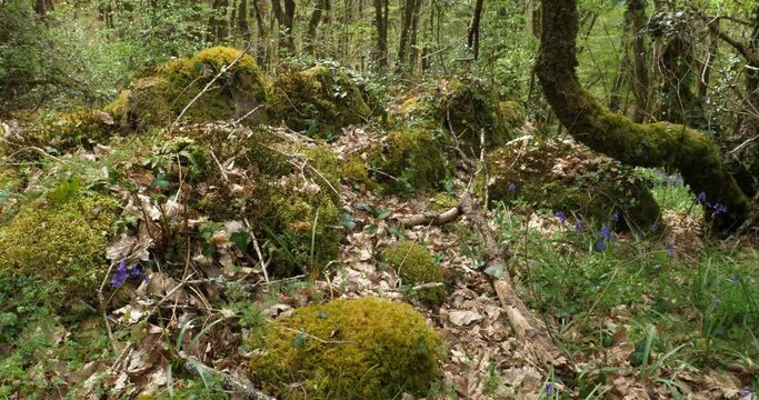 Forest of Hindres known as Broceliande, Paimpont, Brittany in France
