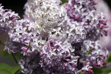 Fototapeta premium Purple lilac blossoms in the spring