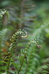 Curling young green ferns in the spring