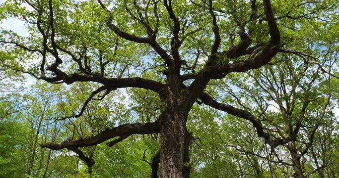 The famous old oak tree of Hindres.