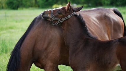 Naklejka premium A cute brown thoroughbred foal in a bridle snuggles up to the horse's mother on a green meadow. Close-up is the head of a small foal. Beautiful natural banner