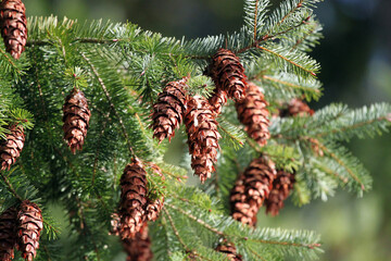 Brown pine cones and green pine needles