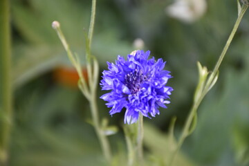 Flowers from Margreet's "Eu vivo na floresta" garden