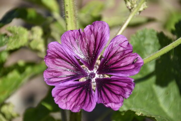 Flowers from Margreet's 