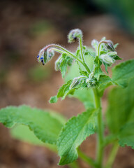 Borago officinalis or borage plant