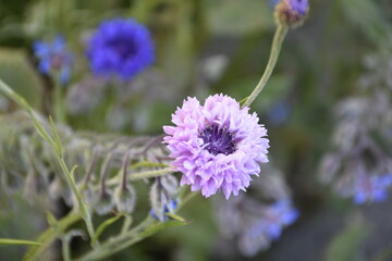 Flowers from Margreet's 