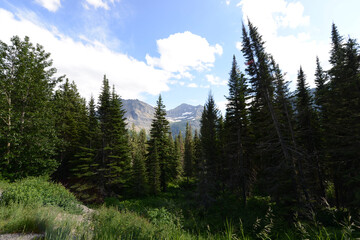 Fototapeta premium Scenic view of mountains and trees at Glacier National Park in Montana on a sunny day