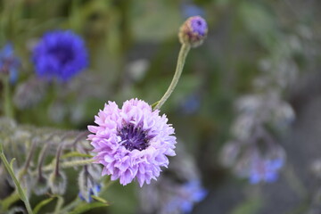 Flowers from Margreet's 