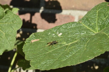Flowers from Margreet's 
