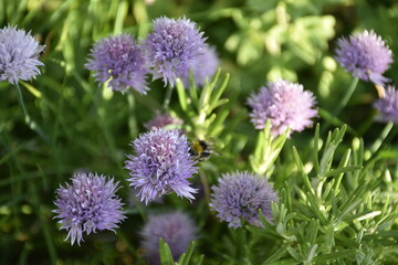 Flowers from Margreet's 