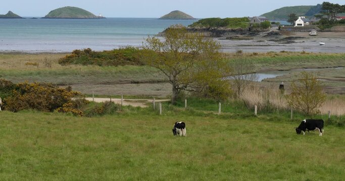 The Bay of Paimpol, Cotes d Armor department, Brittany in France