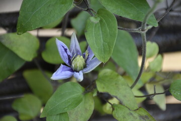 Flowers from Margreet's 