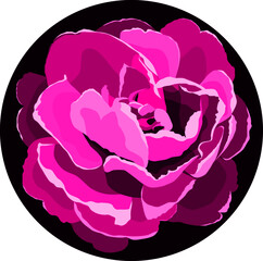 Vector of purple peony flower