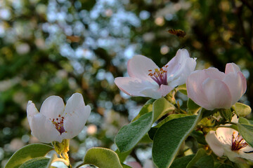 White quince flowers on a branch in the sun.
Delicate white flowers close-up.
Background image.
