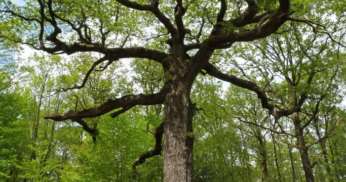 The famous old oak tree of Hindres.