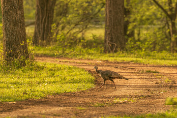 Wild Turkey crossing a dirt road 