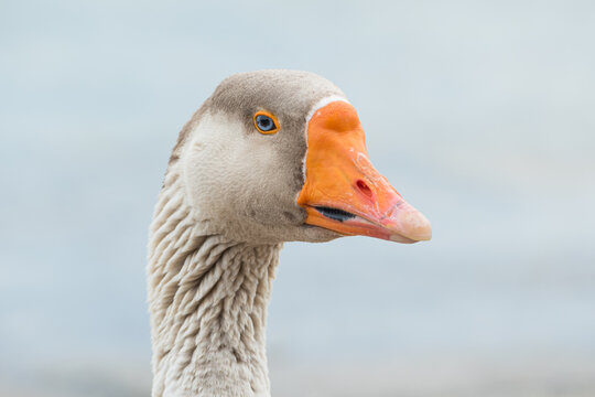 greylag goose portrait close up outdoors anser