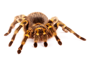 Chaco Golden Knee Tarantula (Grammostola aureostrista).