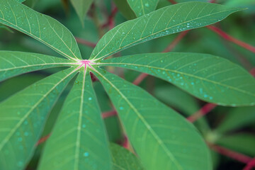 rain drops on cassava leaves