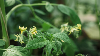 Tomato plant flower, the beauty of tomato flower.