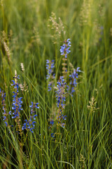 Fototapeta na wymiar Bright purple violet blue vibrant vivid wildflowers in field