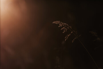 Selective soft focus of dry grass, reeds, stalks blowing in the wind at golden sunset light, horizontal, blurred hills on background, copy space. Nature, summer, grass concept
